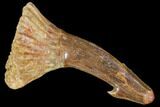 Fossil Sawfish (Onchopristis) Rostral Barb- Morocco #106448-1